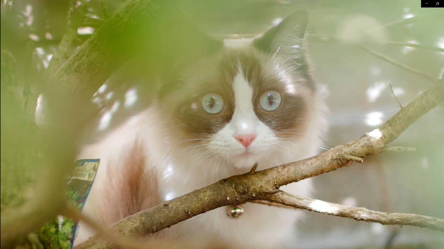Ragdoll Outdoor Cat