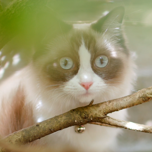 Ragdoll Outdoor Cat