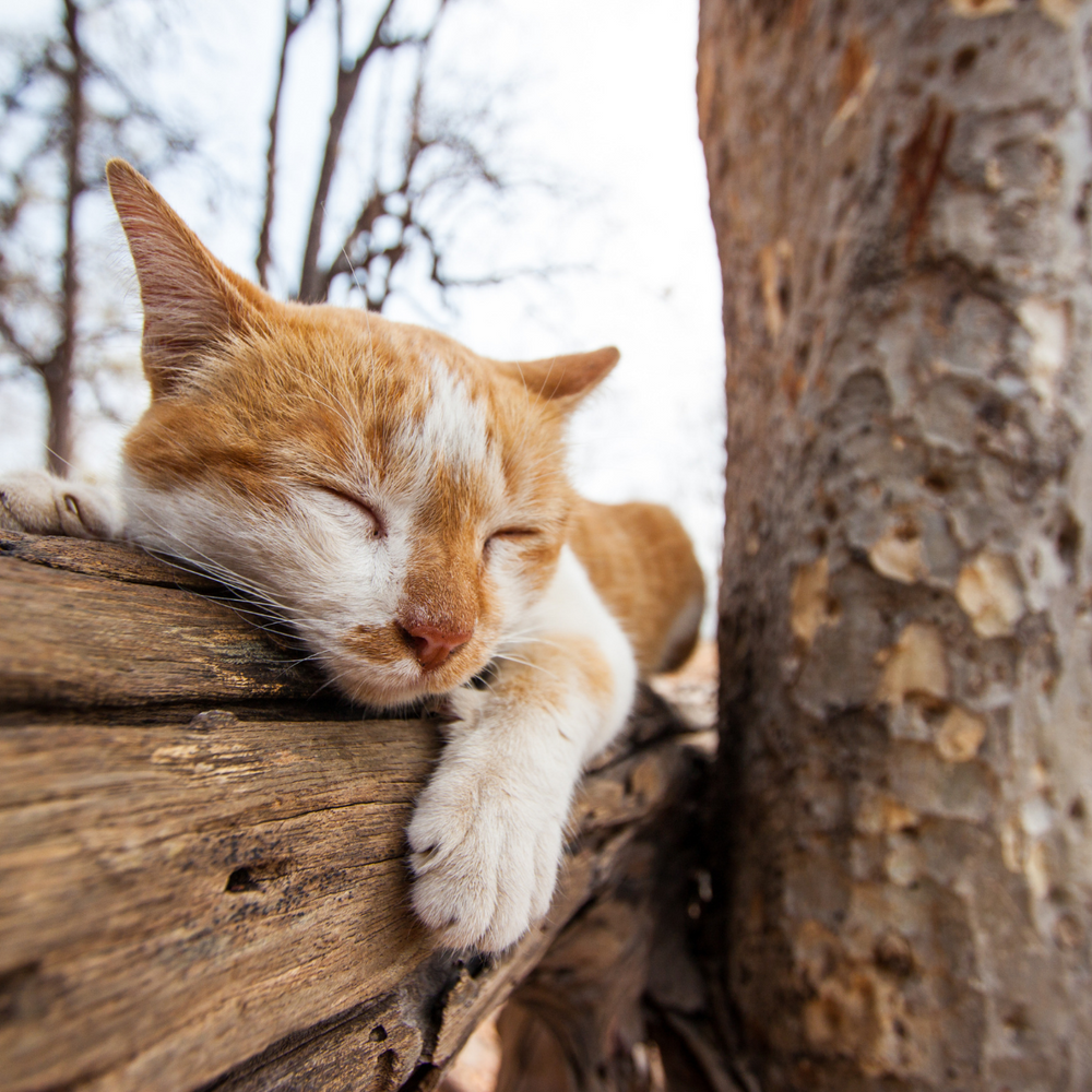 Is my Cat Sleeping too Much?