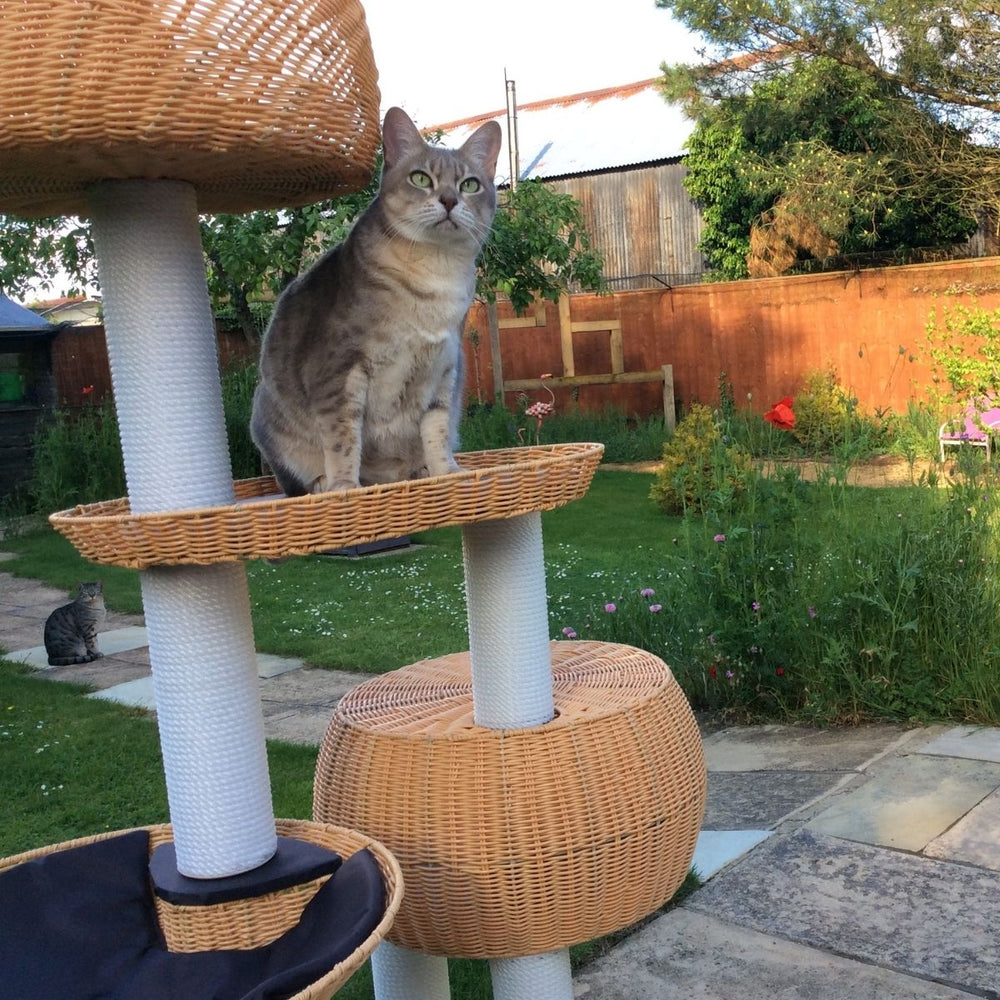 10 Tips to Help Prevent Your Cat from Being Stolen