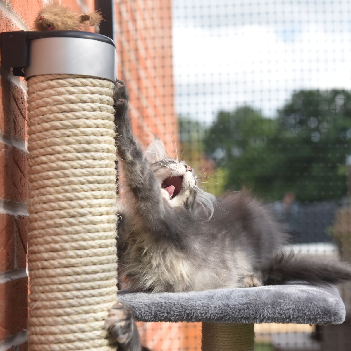 10 Tips to Protect Your Pet from Poisons