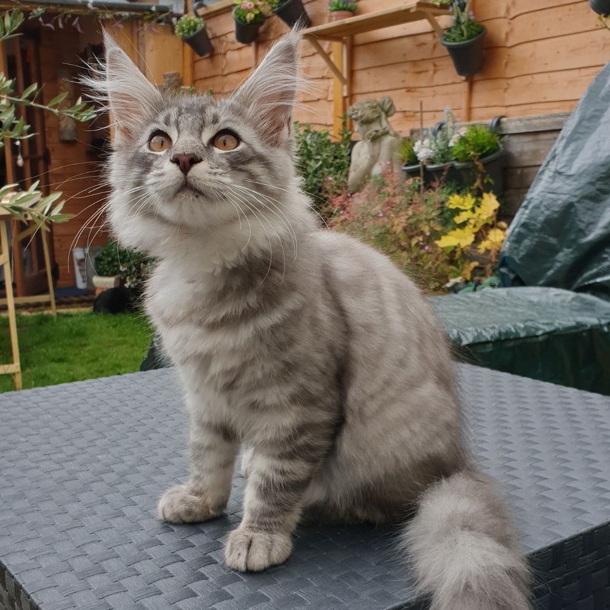 10 Ways to Keep Your Kitty Cool this Summer