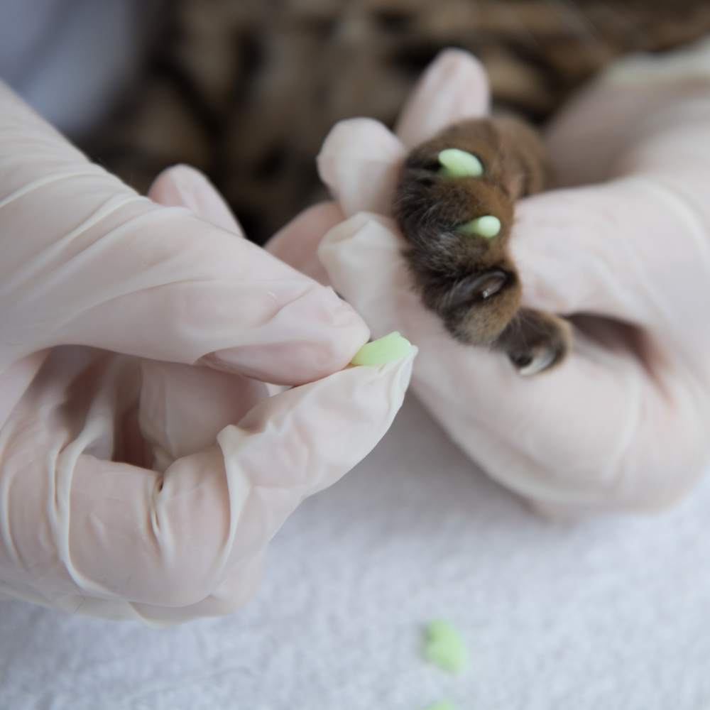 Why Nail Caps Aren't Safe for Cats