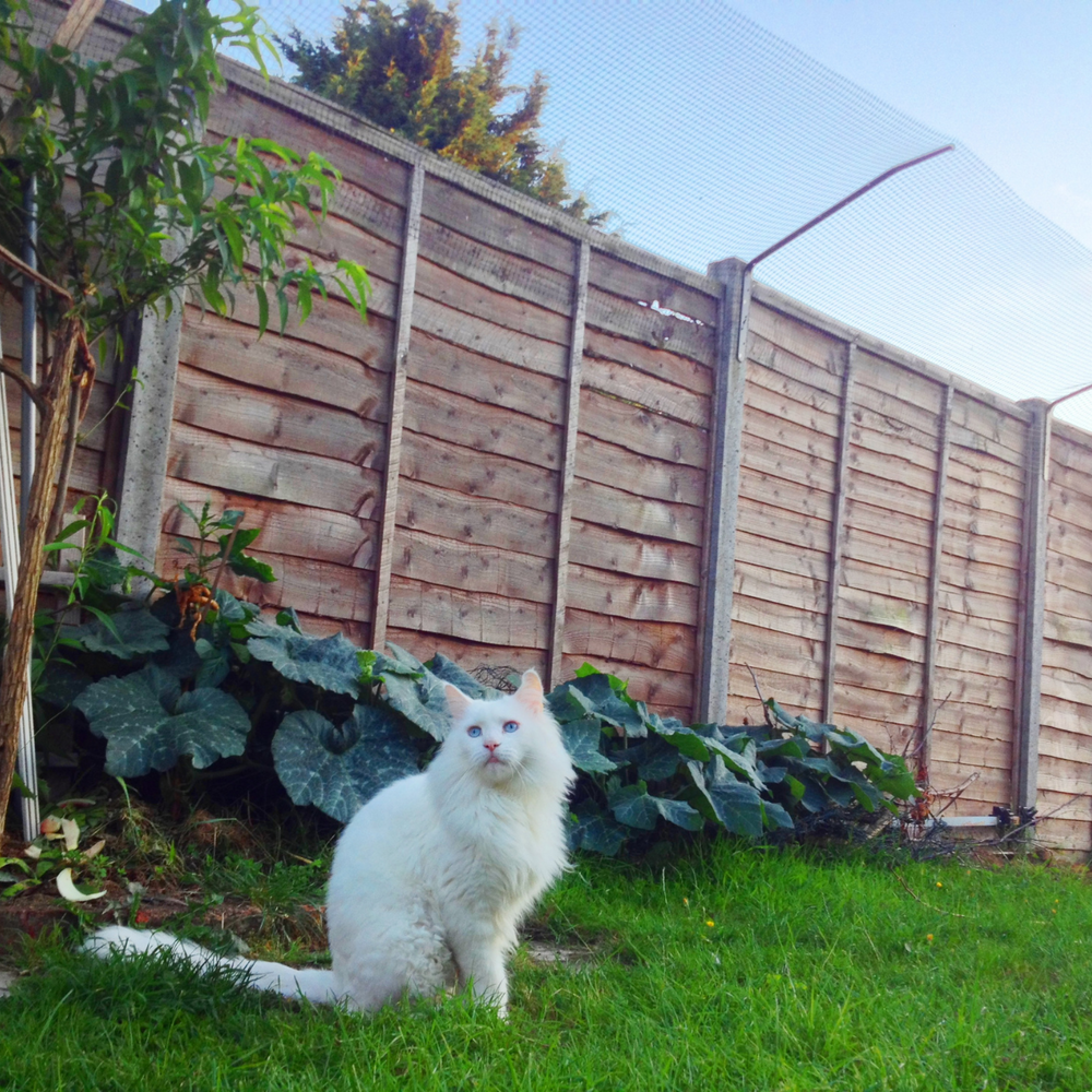 Lincoln Study Develops ‘Feline Welfare Score’ : How Happy Is Your Feline?