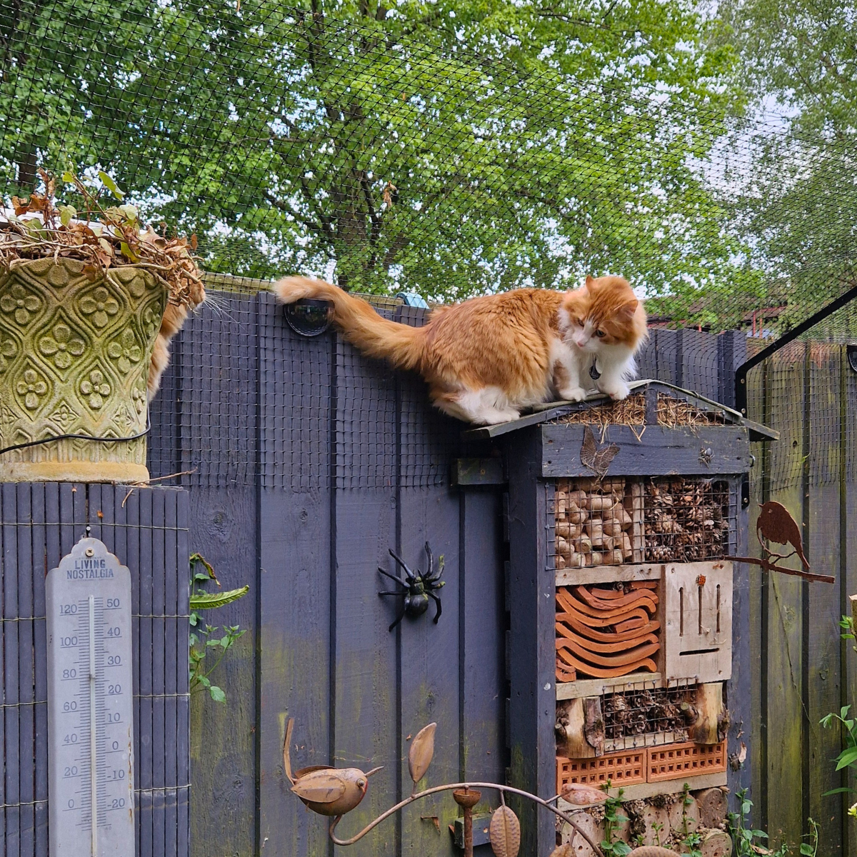 The Miraculous Return of Oscar the Maine Coon