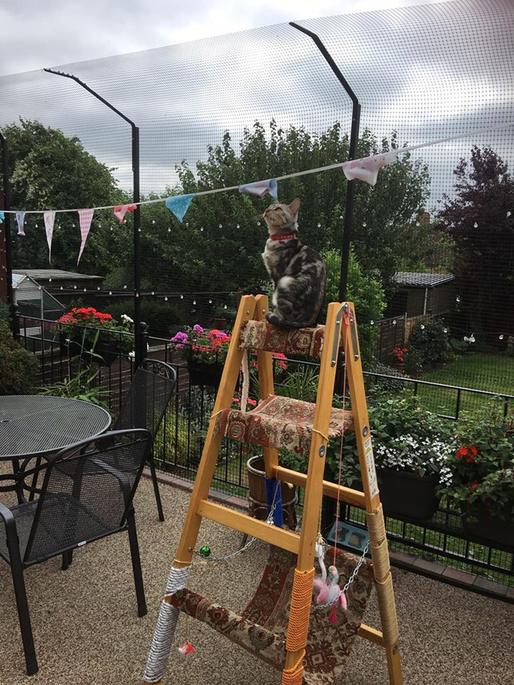 Help Keep Cats Safe on the Road