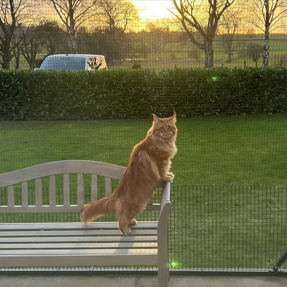 10 Tips for Optimising Cats' Mental and Physical Health