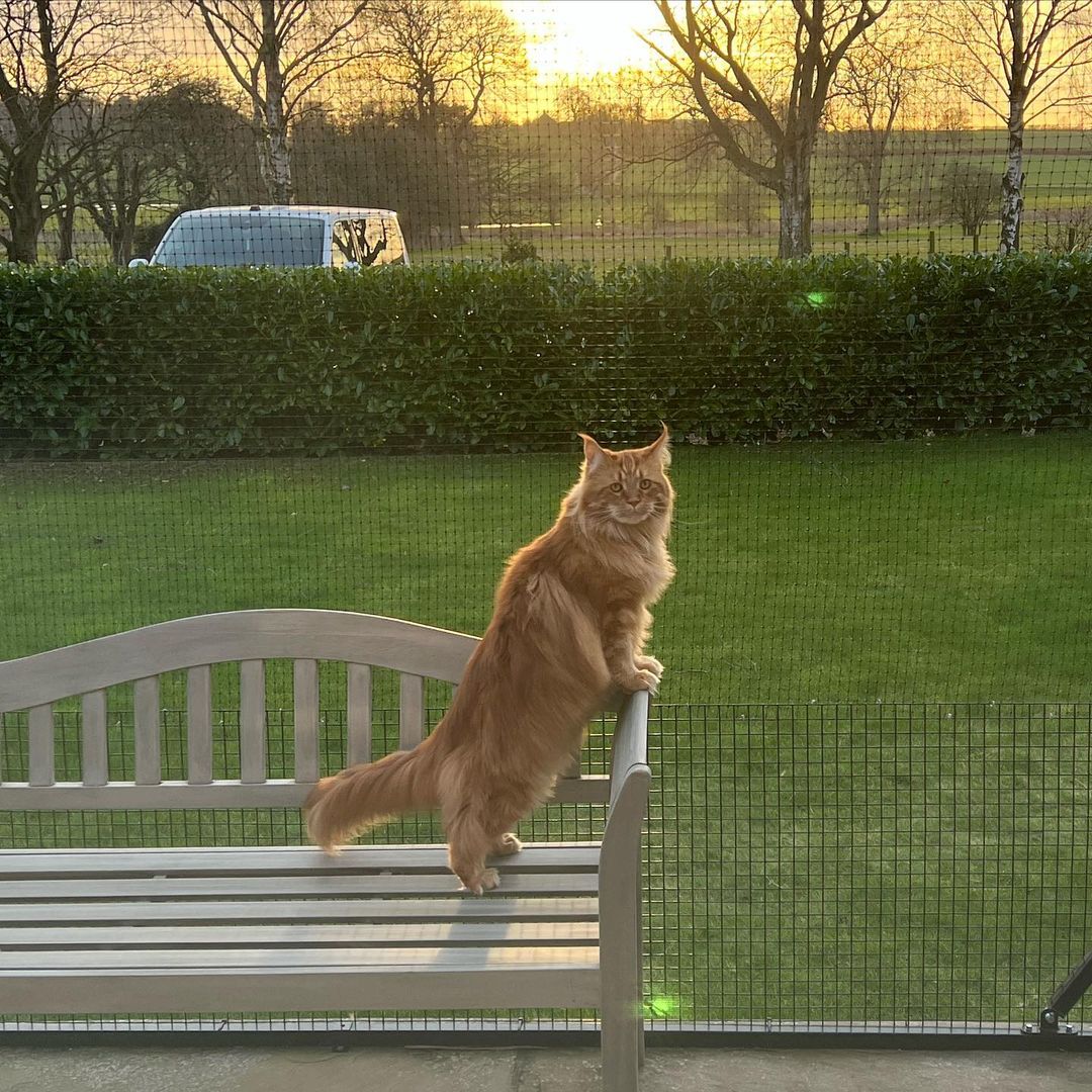 10 Tips for Optimising Cats' Mental and Physical Health