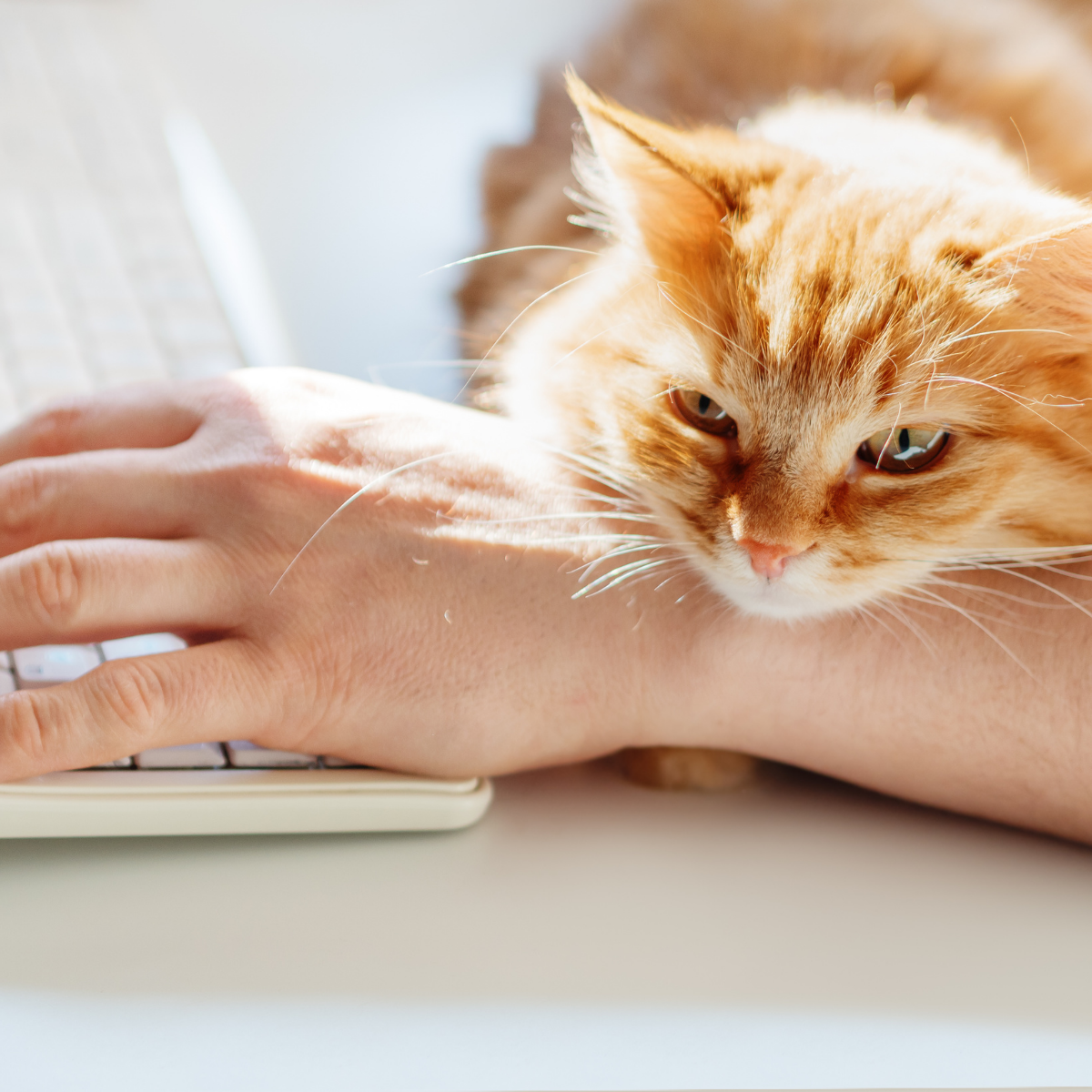 Is My Cat Too Clingy?