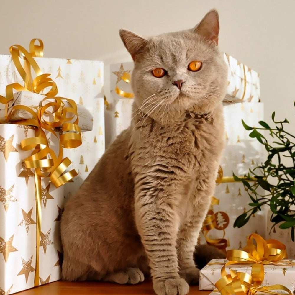 Christmas Presents for Cats: Our 25 Top Picks for a Meow-gical Christmas