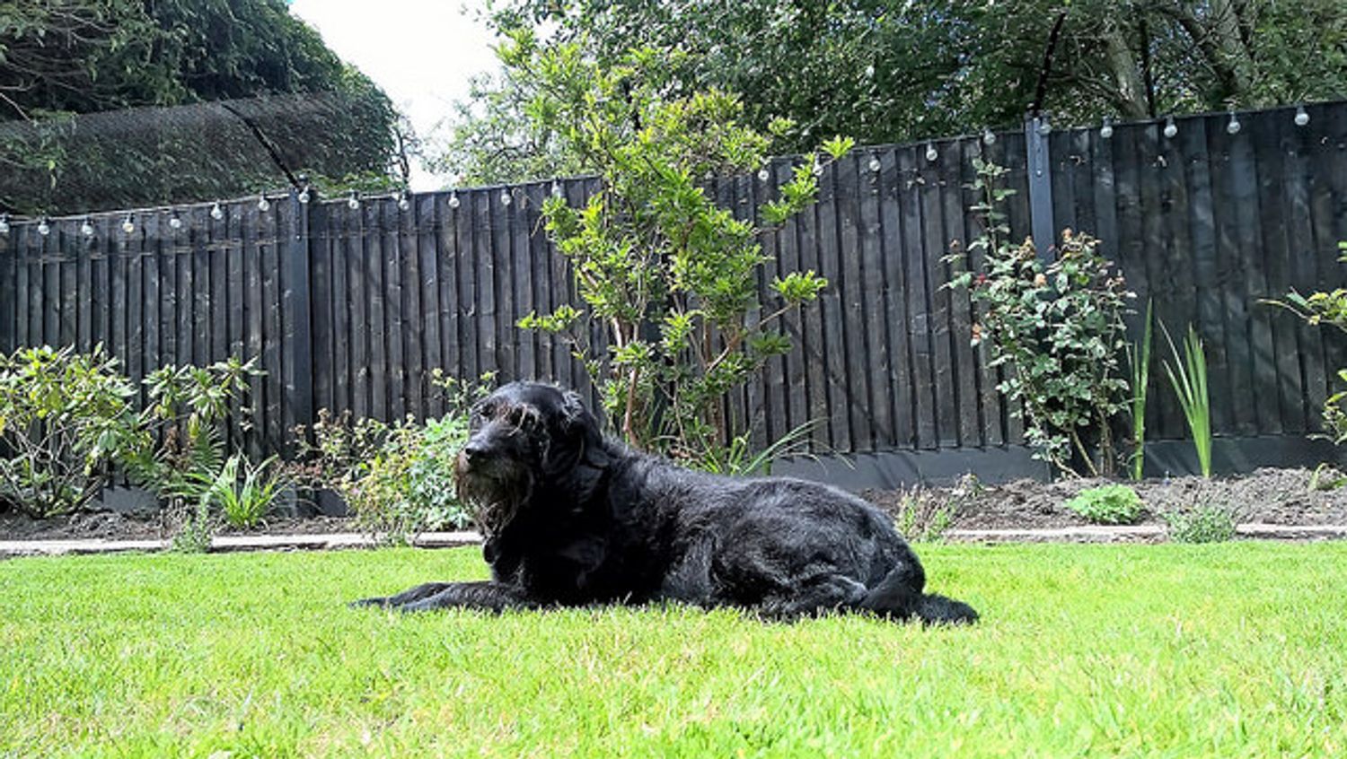 Pet Theft on the Rise
