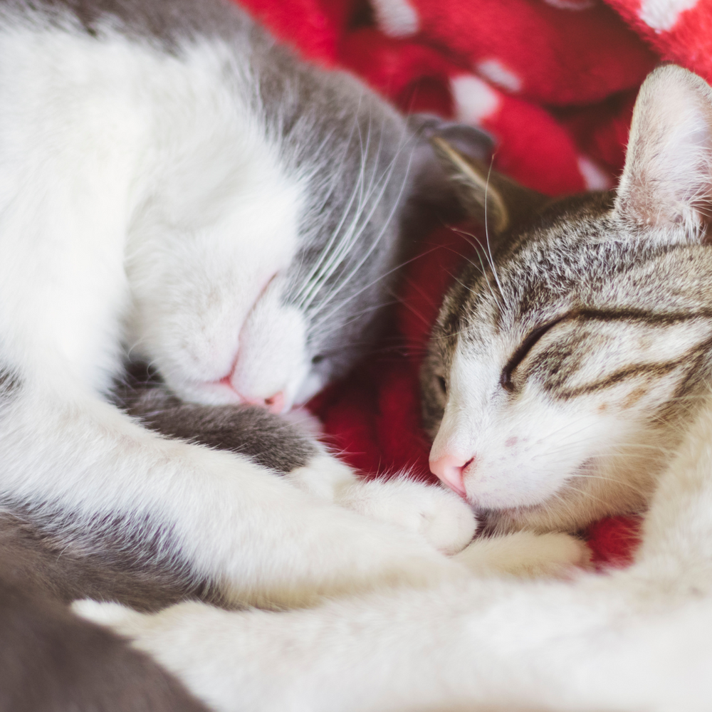 two sibling cats napping together