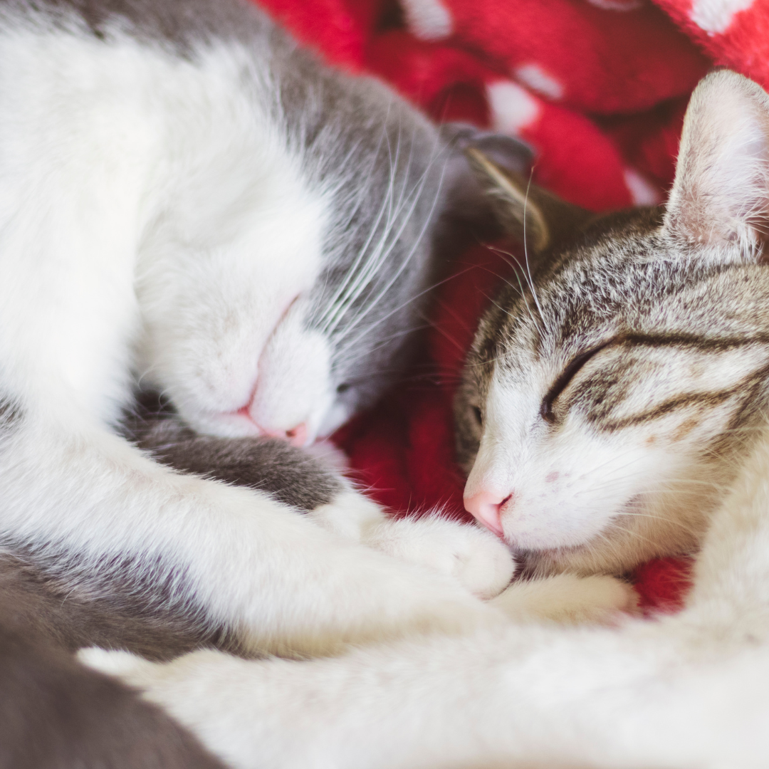 two sibling cats napping together