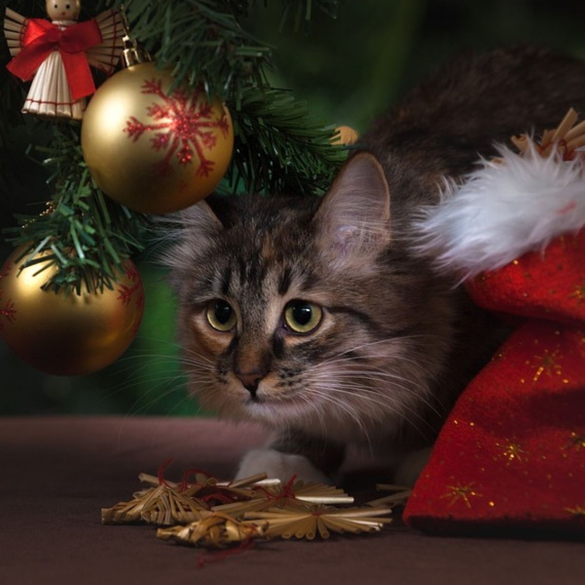 4 Christmas Dangers for Cats