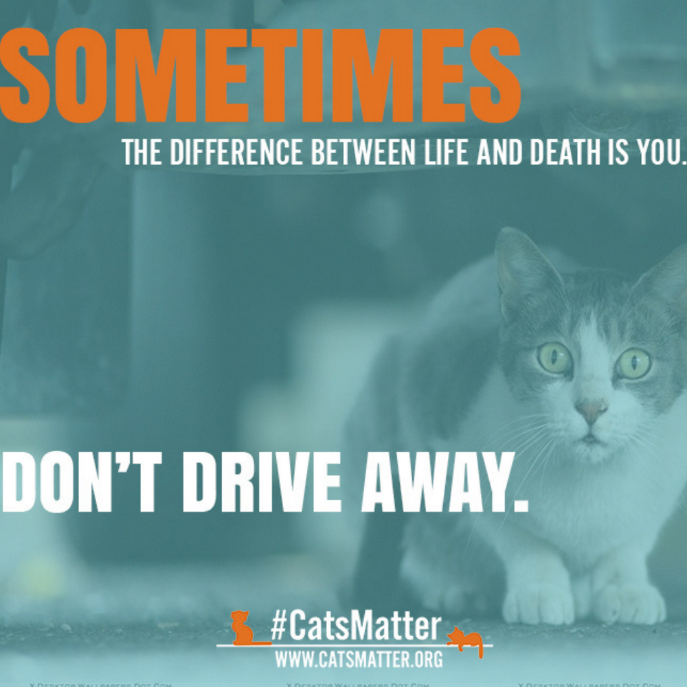 What to Do If You Run Over a Cat