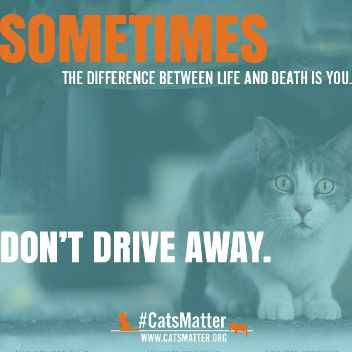 What to Do If You Run Over a Cat