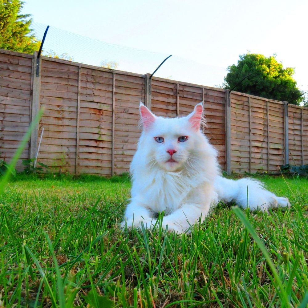 Five Types of Cat Fences