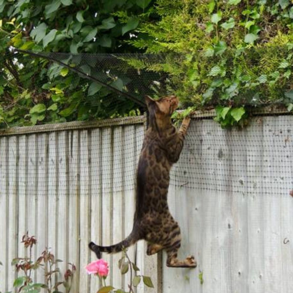 5 Facts About Bengals