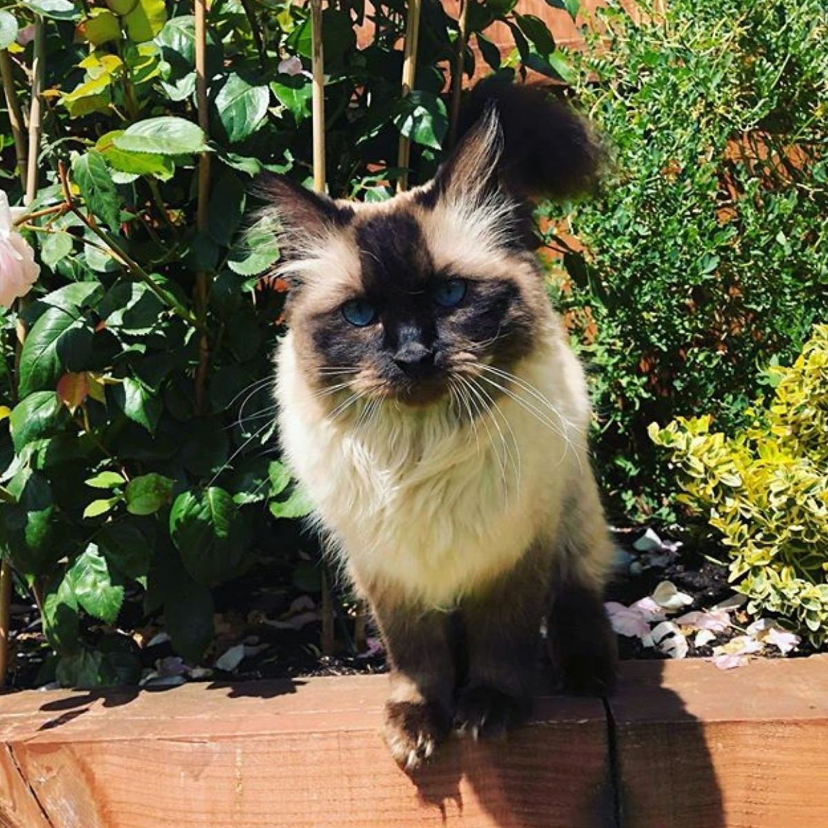 5 Facts About Birman Cats