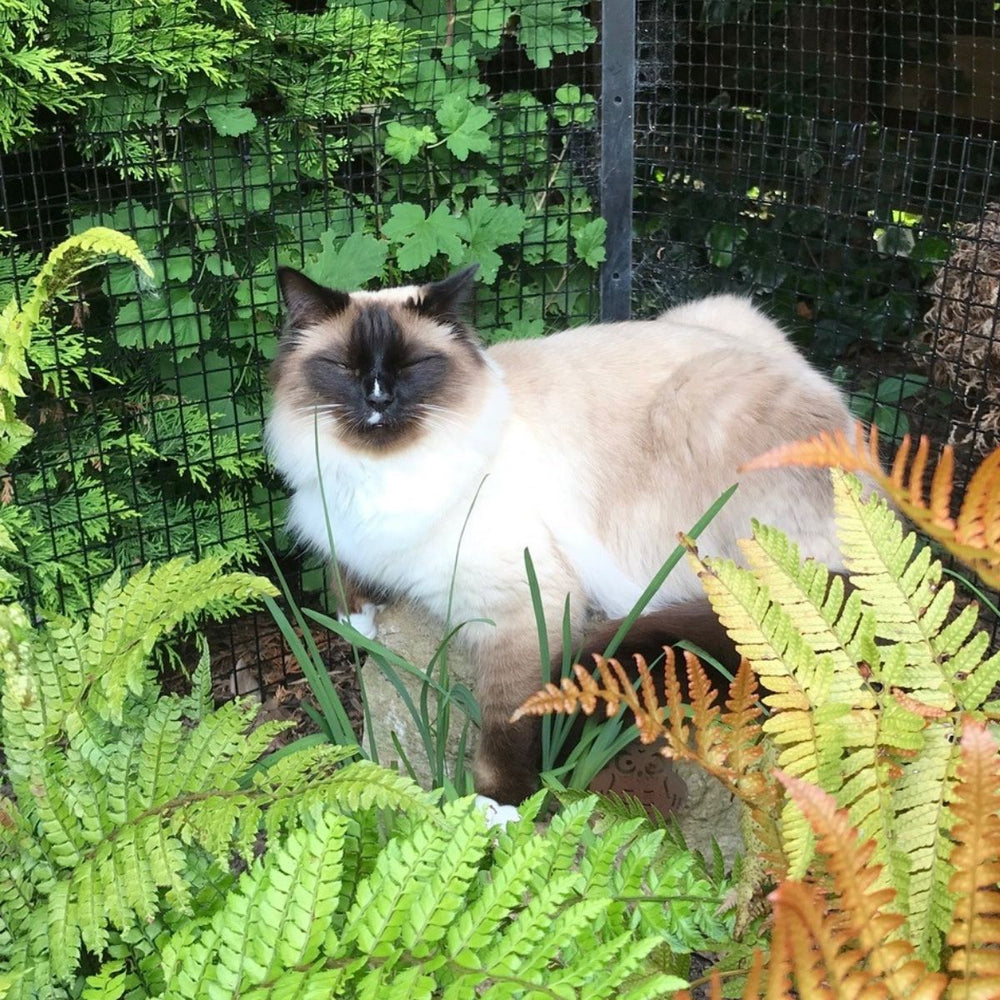 5 Fun Facts about Ragdolls