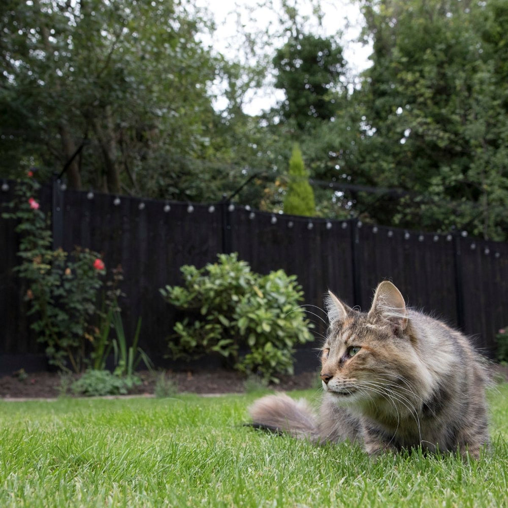 5 Furry Facts About Norwegian Forest Cats