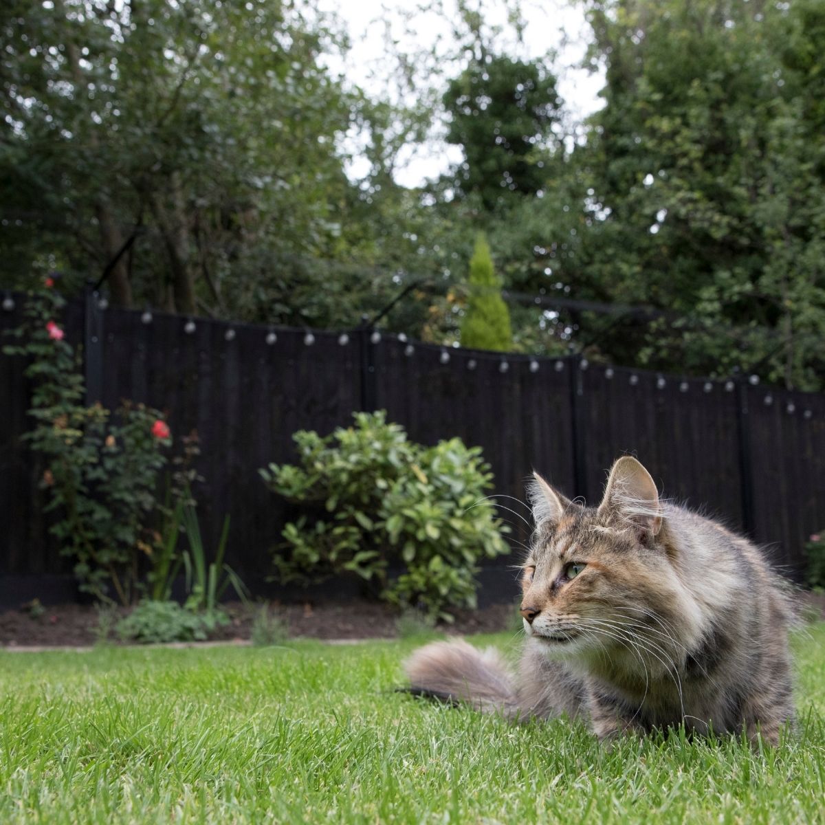 5 Furry Facts About Norwegian Forest Cats