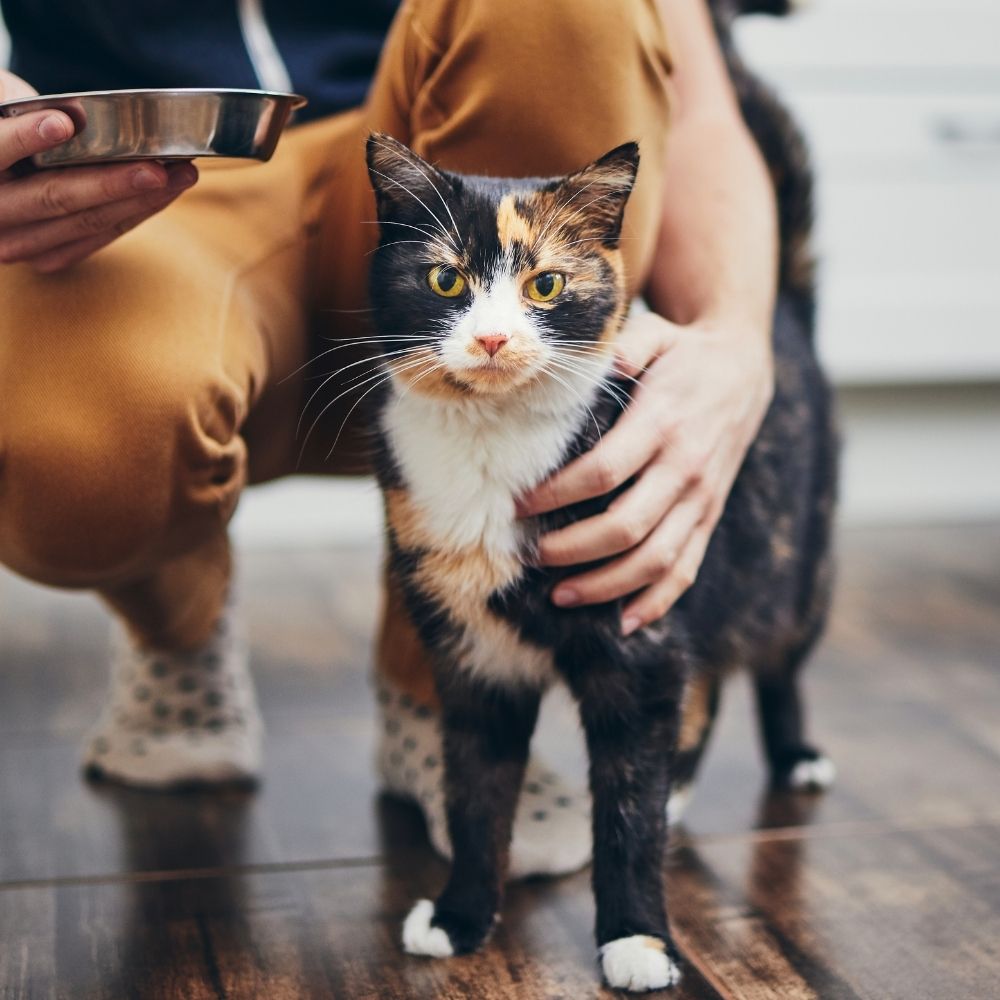 5 Indoor Cat Considerations