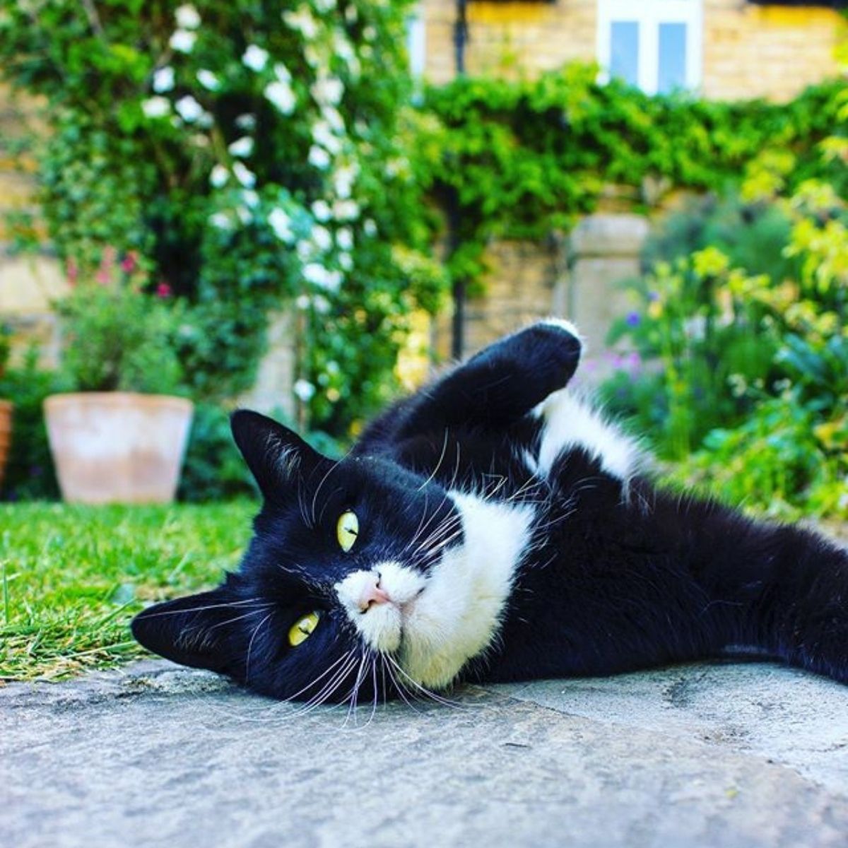 5 Reasons to Love Black Cats