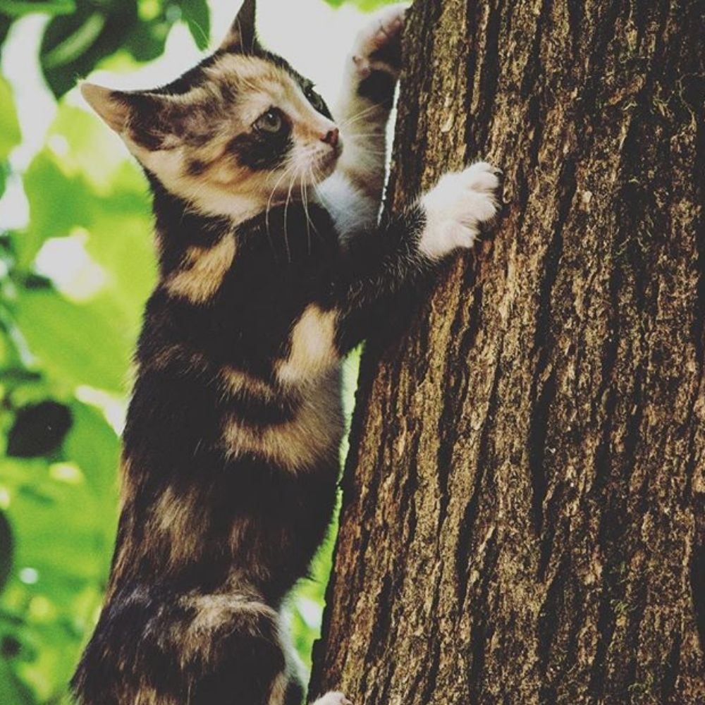 5 Risks for Outdoor Cats