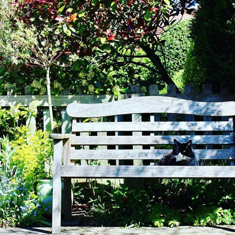 5 Springtime Hazards for Cats