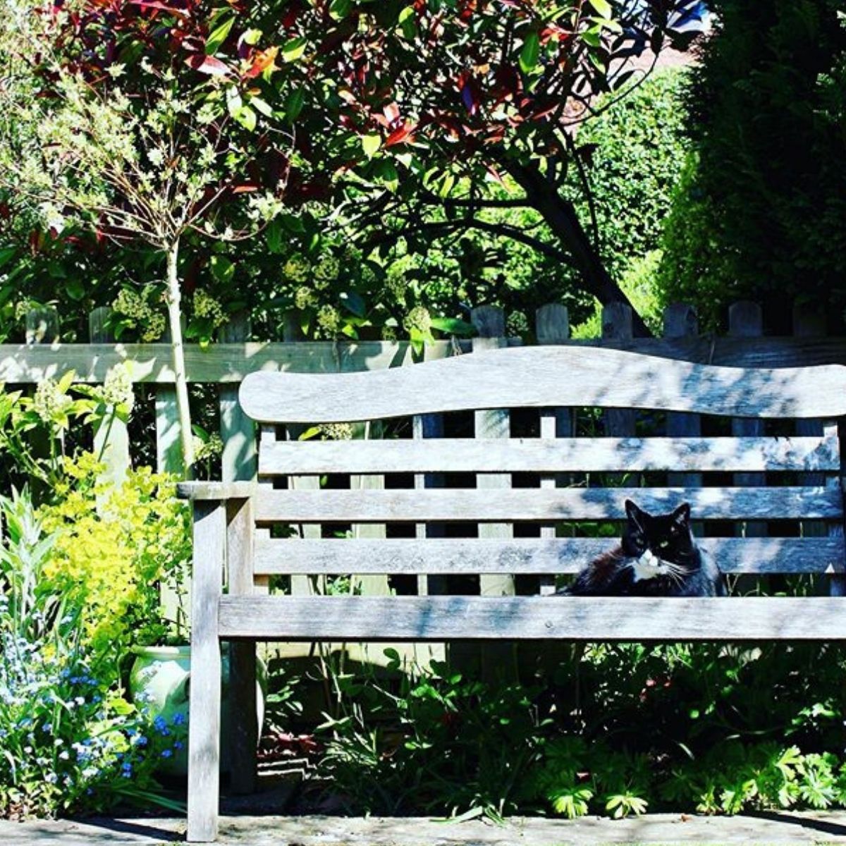 5 Springtime Hazards for Cats