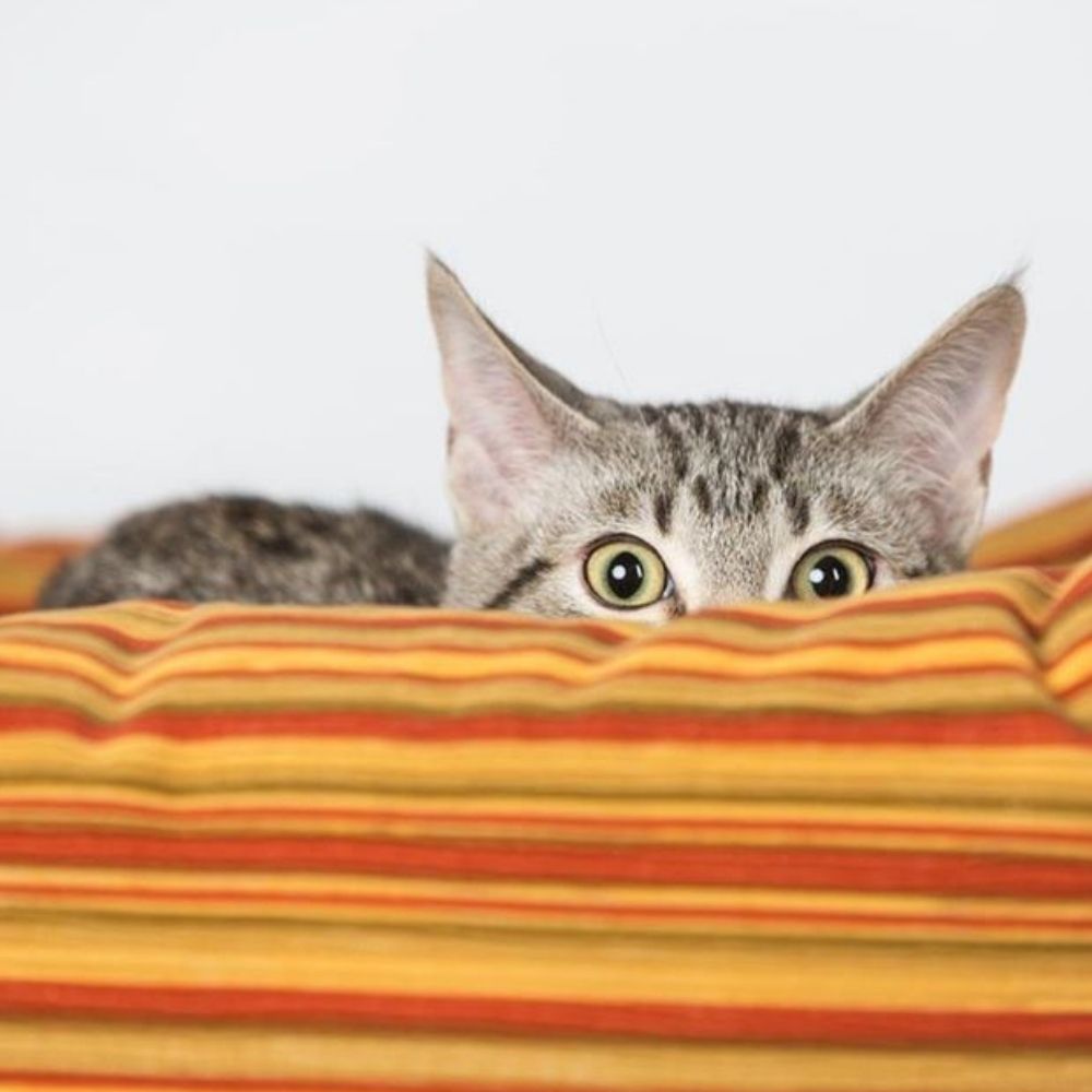 5 Tips to Help Keep Your Cats Safe this NYE