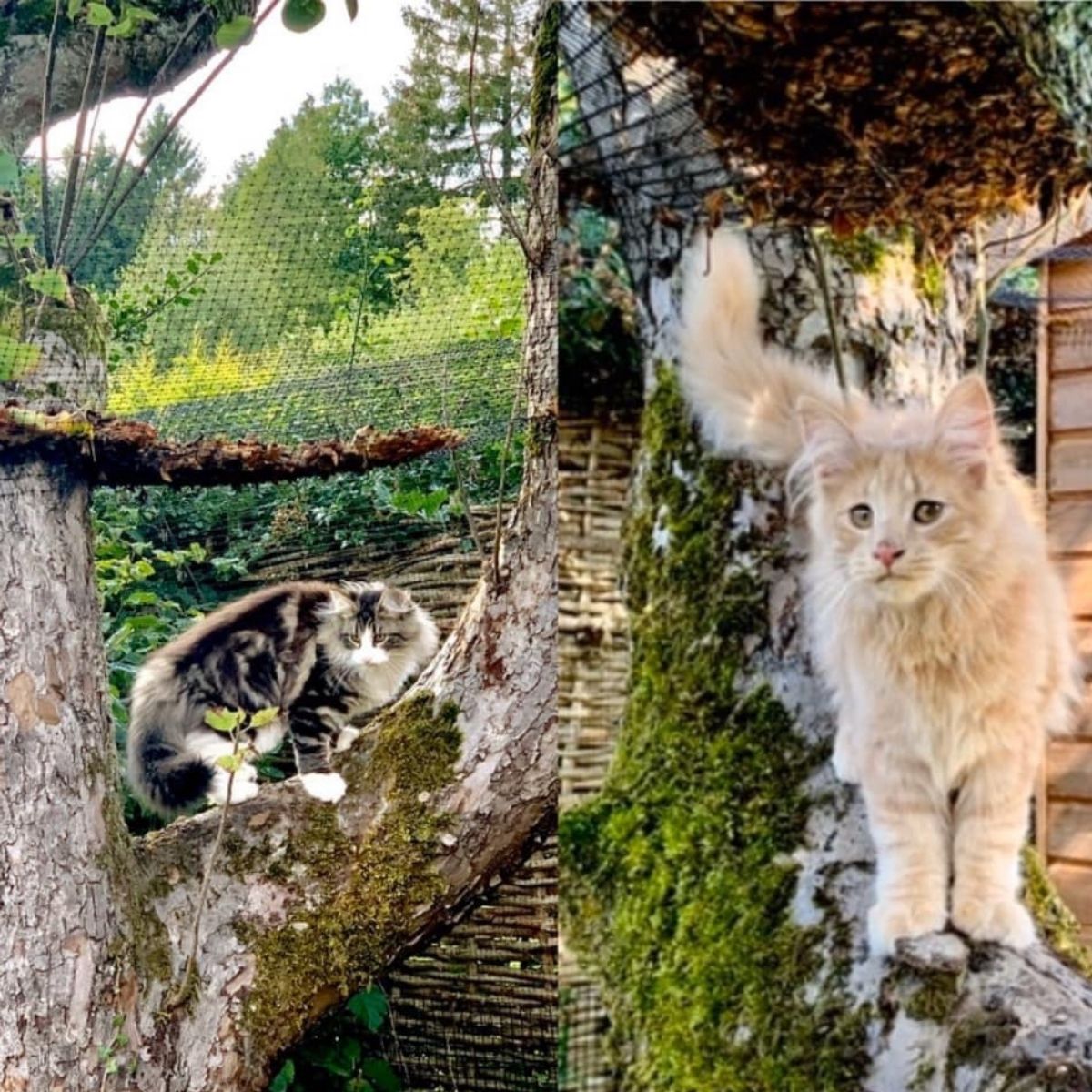 5 Tips to Help Protect Your Cats During Autumn