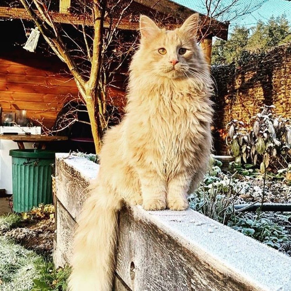 5 Tips to Keep Your Cats Safe in Autumn