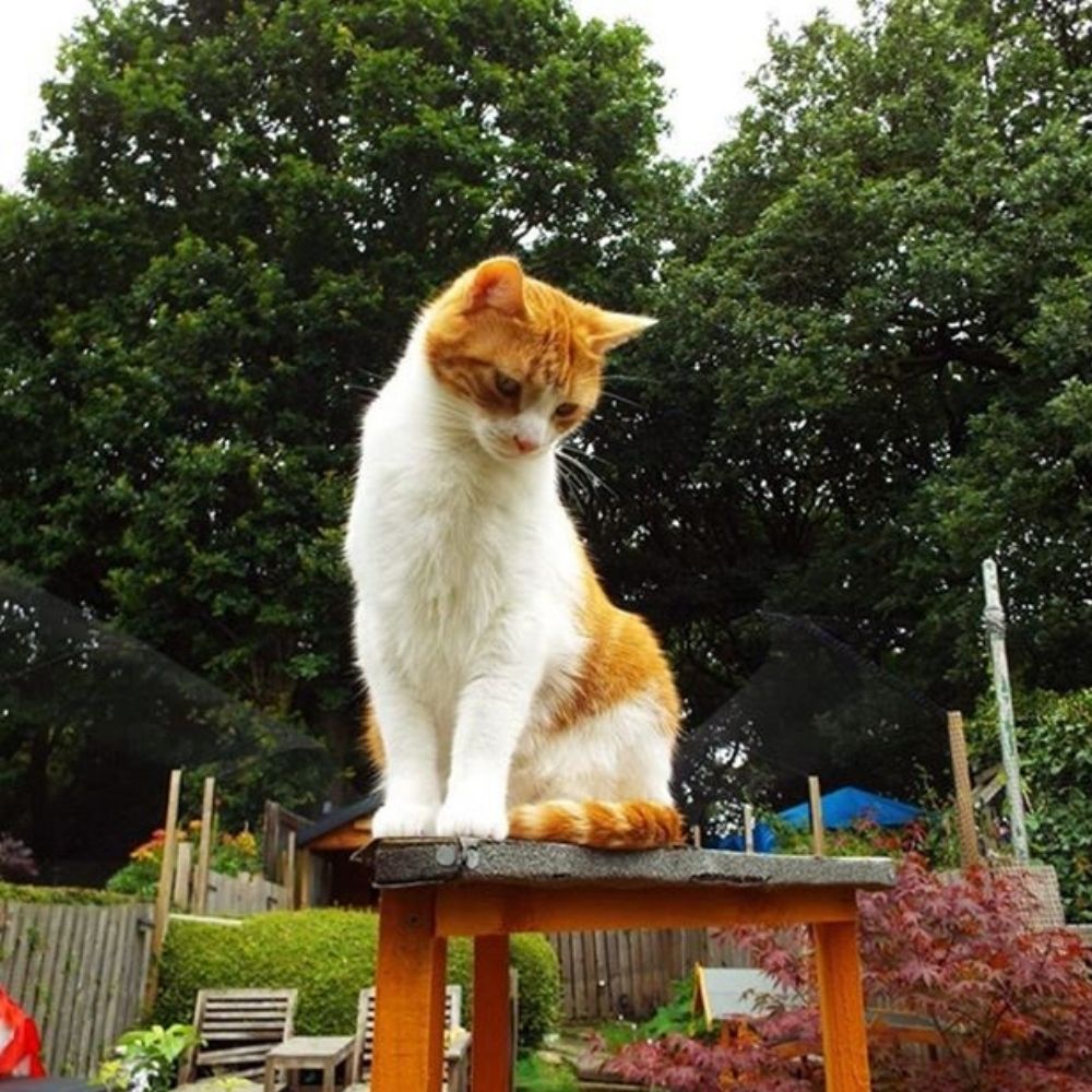 5 Trending Cat Products Cats Will Love