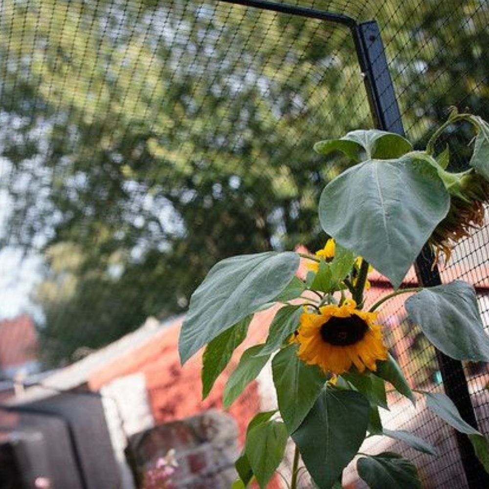 5 Ways to Help a Cat with Allergies