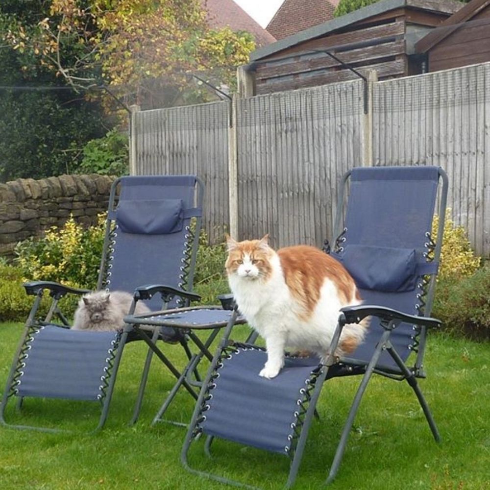 5 Ways to Keep Your Pets Calm on New Year’s Eve