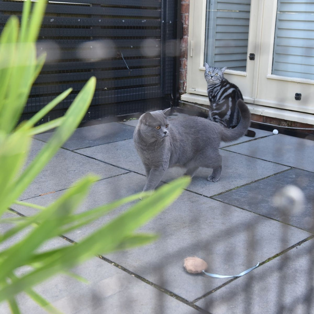 5 Ways to Minimise the Risks to Outdoor Cats