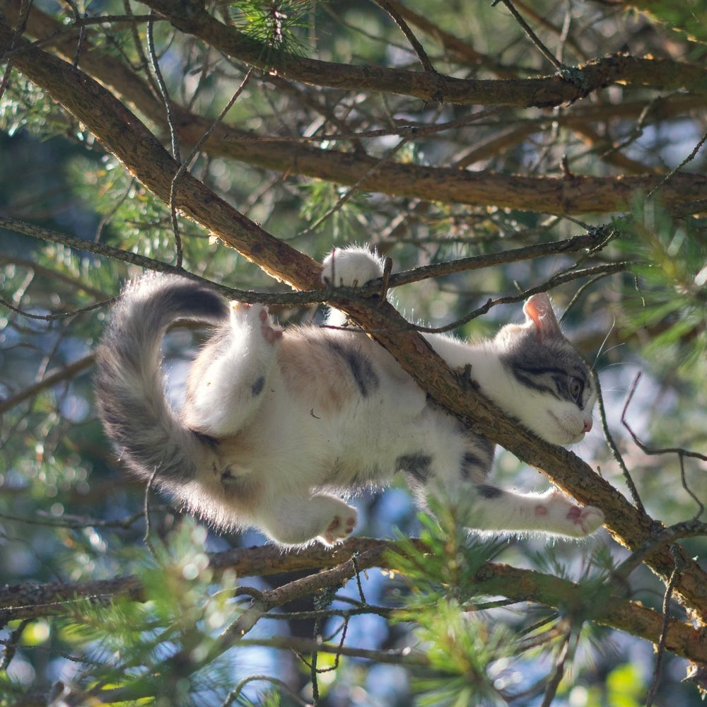 7 Freaky Facts about Fleas