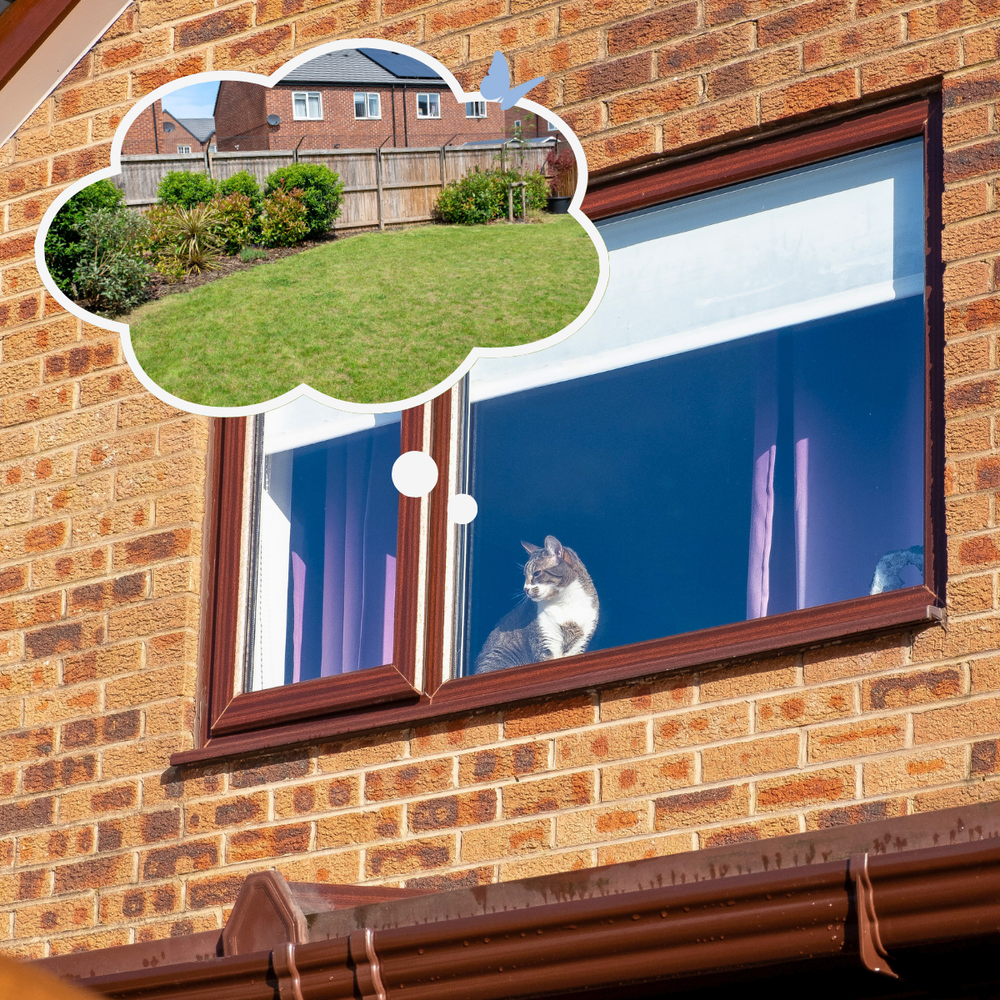 6 Signs Your Cat Wants to Go Outside 🐈🌿