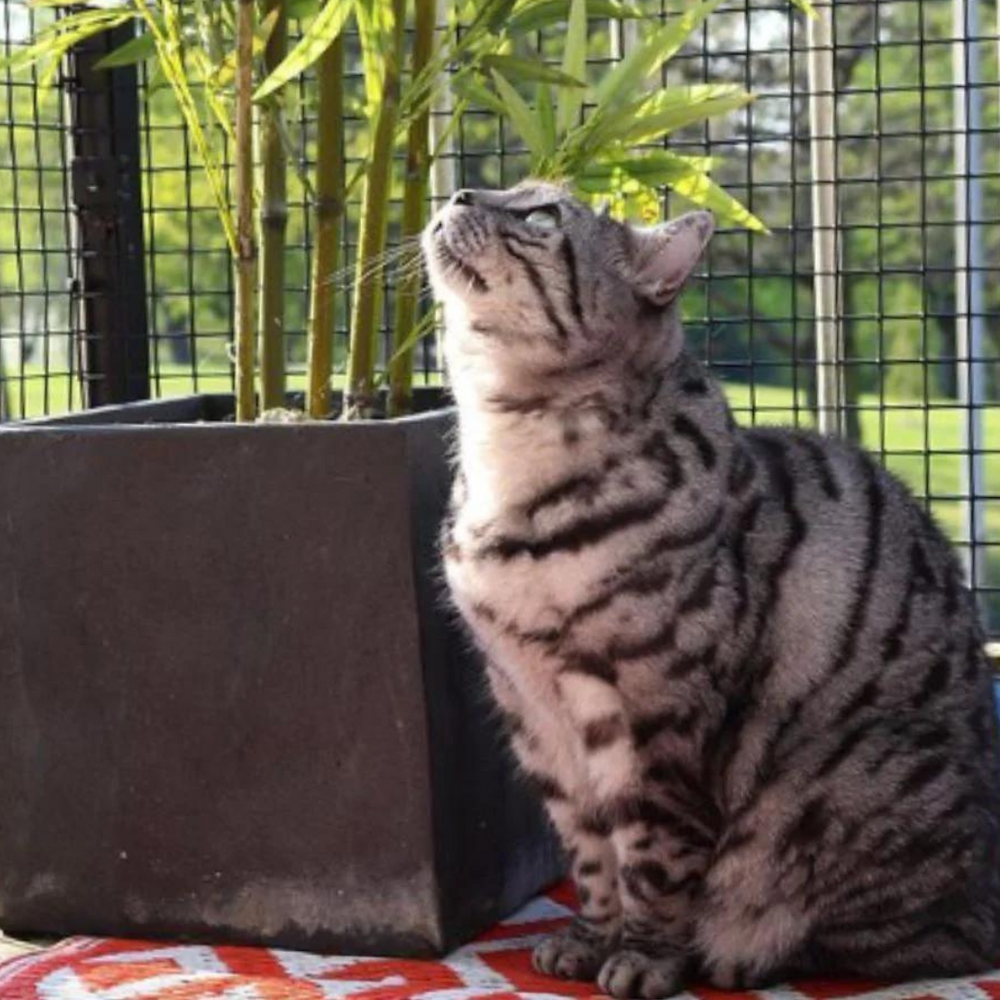 Can I Have a Cat in a High Rise Apartment?