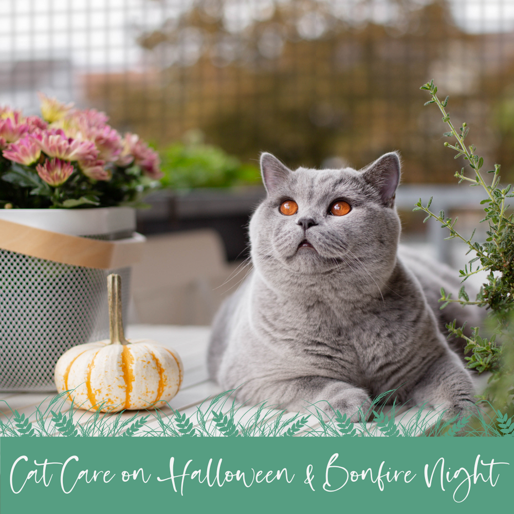 Cat Safety During Halloween and Bonfire Night
