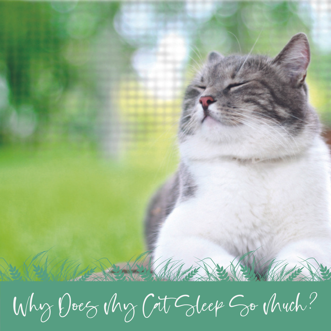 Why Does My Cat Sleep So Much?