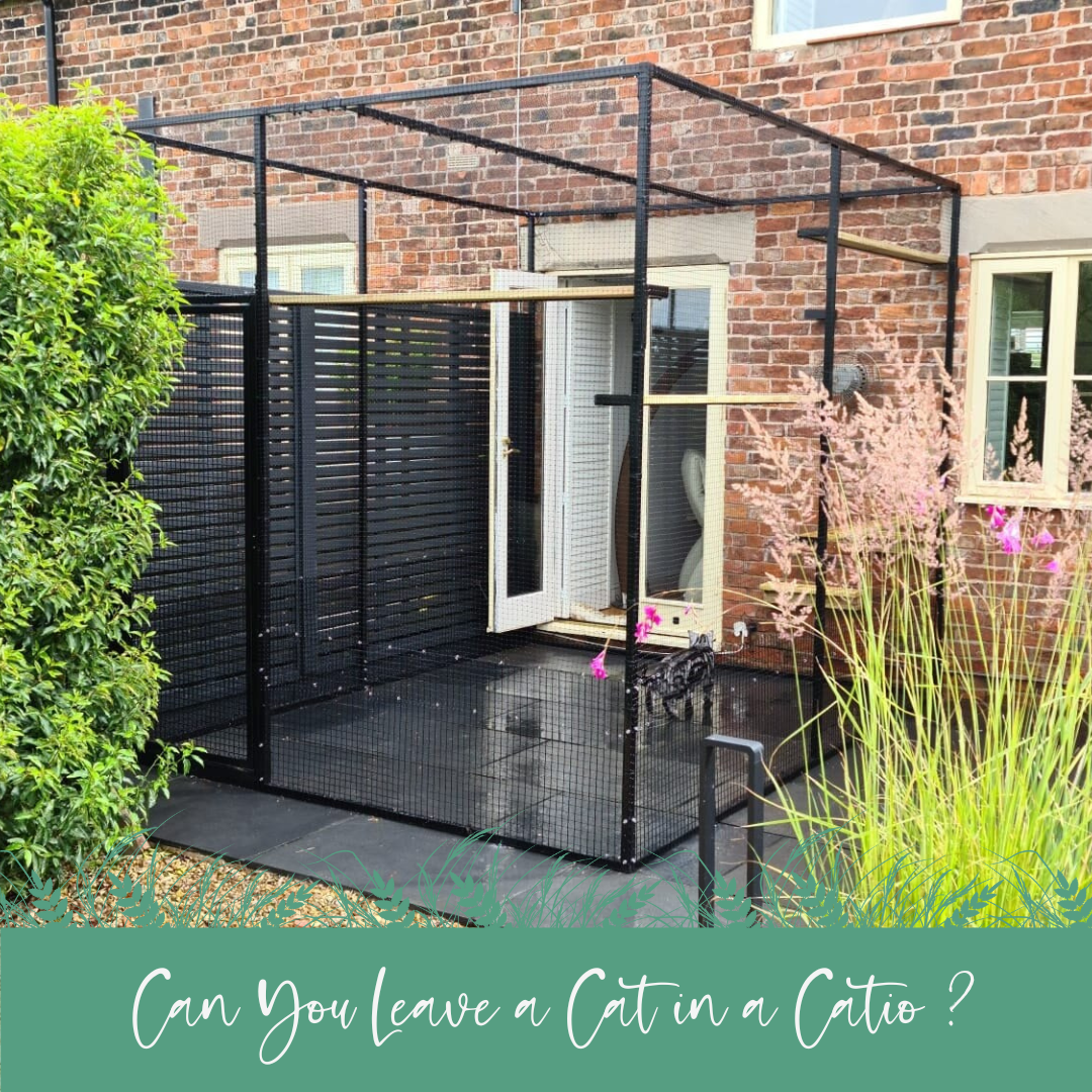 Can You Leave a Cat in a Catio?