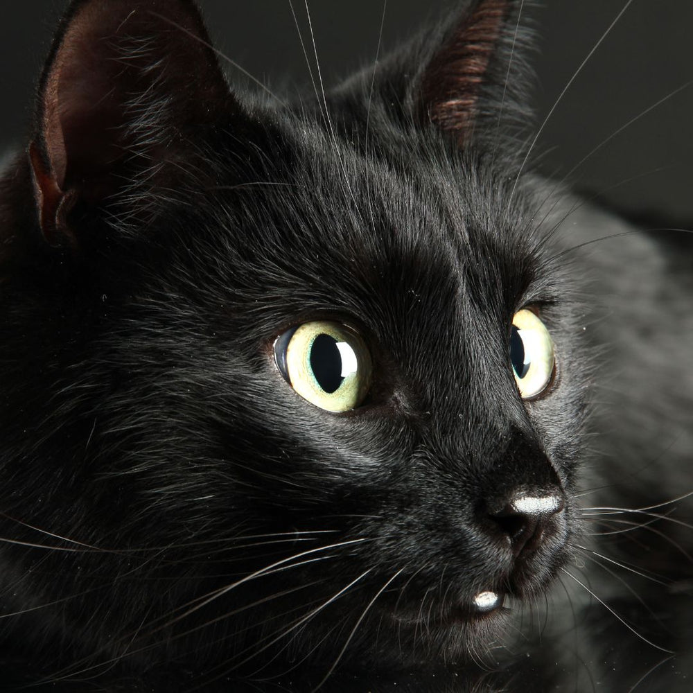 Cats and Bonfire Night: What You Need to Know