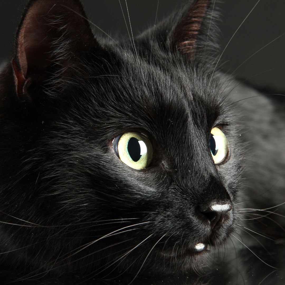 Cats and Bonfire Night: What You Need to Know