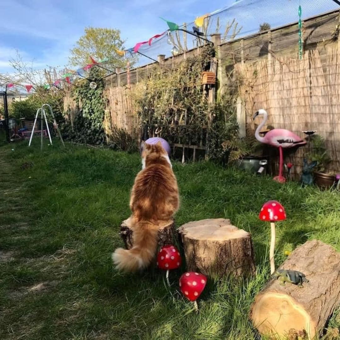 Decorating Your ProtectaPet Fencing