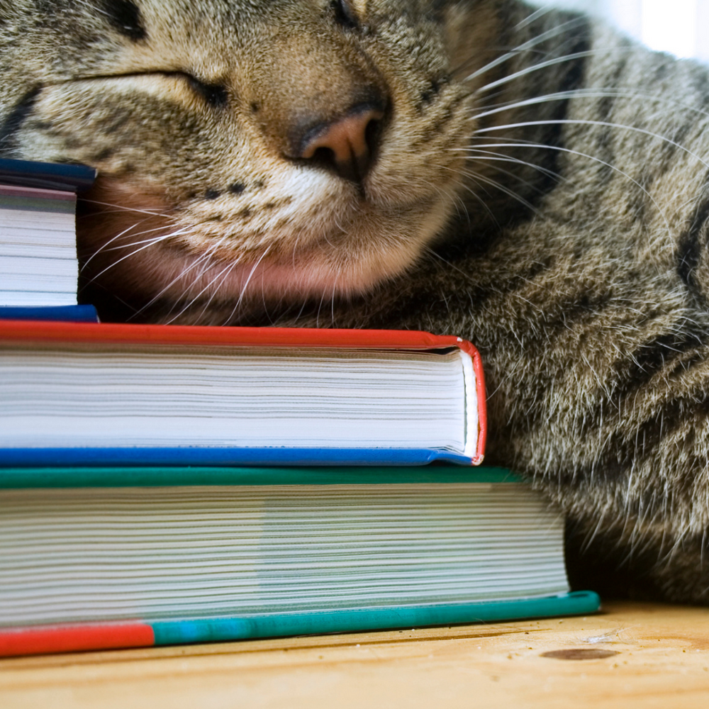 Ten Must-Have Books For Cat Lovers