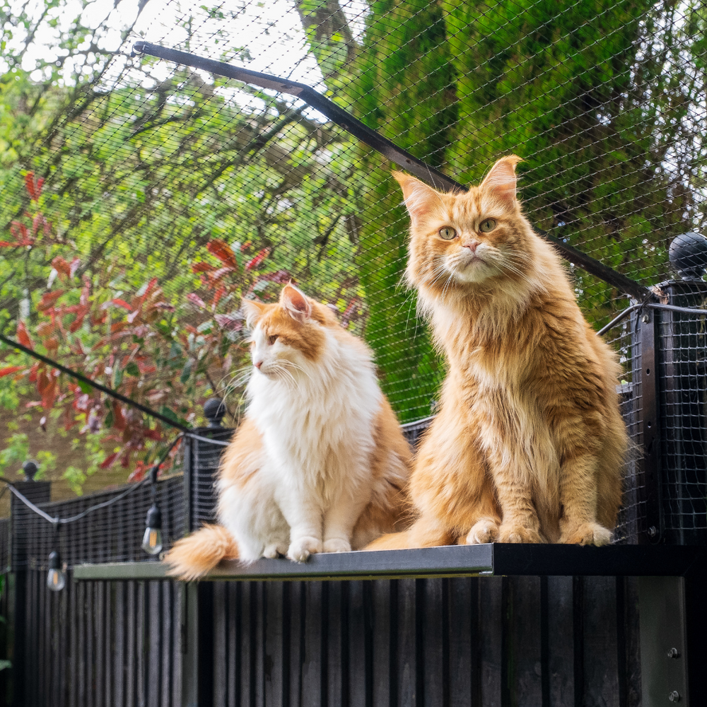 What is ‘Cat-Proofing’ and Why Has It Suddenly Become Popular?