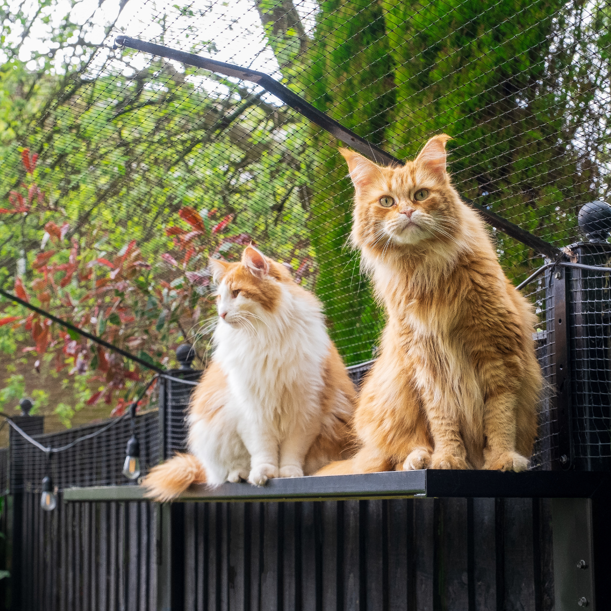 What is ‘Cat-Proofing’ and Why Has It Suddenly Become Popular?